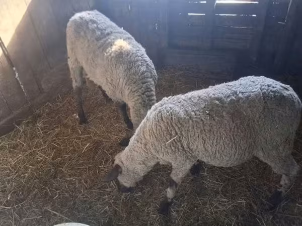 母羊, Sheep