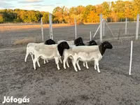 मेढ़ा, Dorper sheep — फ़ोटो 5