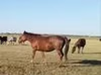 Klisna, Kazakh horse — foto 2
