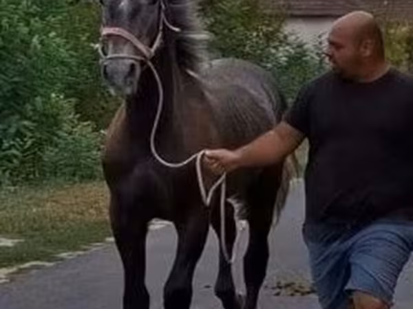 حصان, Lipizzaner
