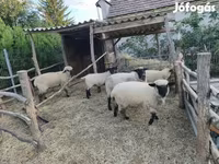 نعجة, German Blackheaded Mutton sheep — الصورة 1