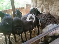 Carnero, Rhon sheep — foto 3