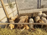 Sheep, Sheep — photo 2