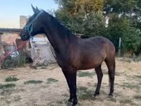 घोड़ी, Nonius horse — फ़ोटो 2