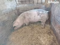 公猪, Pigs — 照片 1