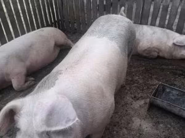 Pigs (batch, sex not specified),  — Hungary