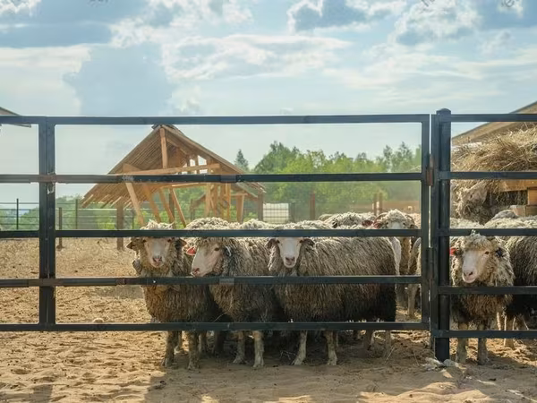 Bélier, Kuibyshev sheep