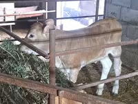 Krowa, Swiss cattle — zdjęcie 2