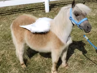 घोड़ी, Miniature horse — फ़ोटो 5