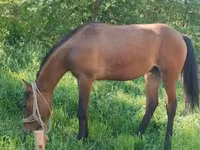 Klisna, Koně — foto 1