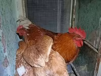 Chickens — 照片 3