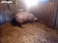 母猪, Pigs — 照片 1