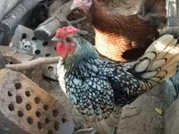 Sebright — Foto 4