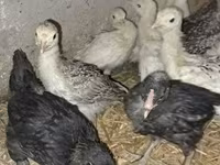 Turkeys — 照片 2