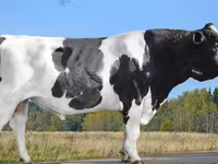 Cattle (batch, sex not specified), Kazakh White-headed cow — photo 7