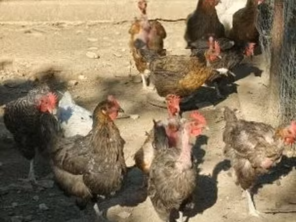 Chickens — Hongrie