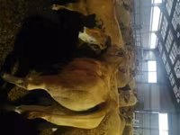Tehén, Aubrac cattle — 1. fotó