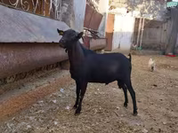 Goat, Murcia-Granada goats — photo 1