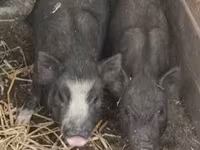 公猪, Вьетнамская вислобрюхая — 照片 2