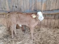 Bulle, Limousin-Kuh — Foto 1