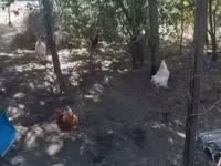 Chickens — photo 4