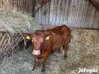 Kuh, Aberdeen-Angus — Foto 4