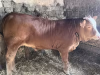 母牛, Limousin cow — 照片 2