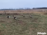 Geese — Foto 3