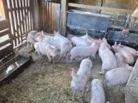 Boar, Pigs — photo 1