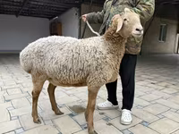 Owca, Arashan sheep — zdjęcie 7