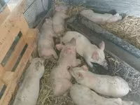 Süldőanya, Sertések — 2. fotó
