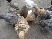 Chickens — Foto 4