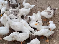 Niemiecki Pekin — zdjęcie 4