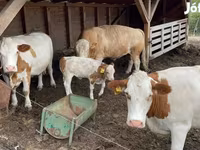 بقرة, Simmental cattle — الصورة 4