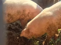 Schweine (Partie, Geschlecht nicht angegeben), Schweine — Foto 2
