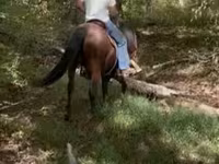 Hing, Rocky Mountain Horse — 8. fotó