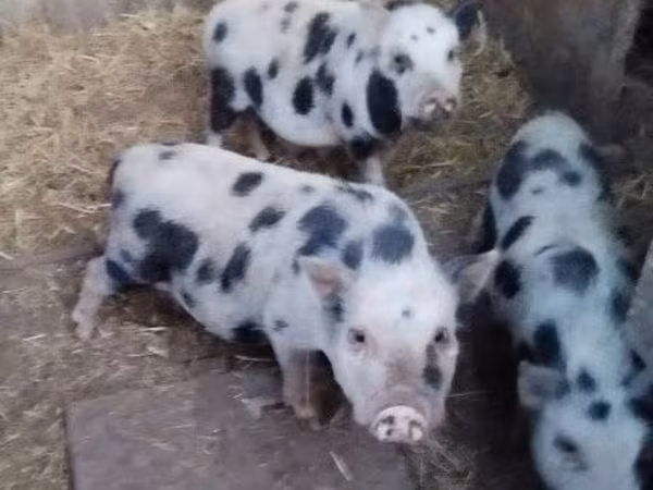 Prasnice, Prasata — Maďarsko