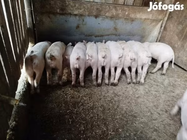 猪（批次，未指定性别）, Pigs — 匈牙利