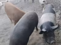 Säue, Schweine — Foto 1