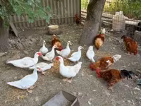 Ducks — الصورة 2