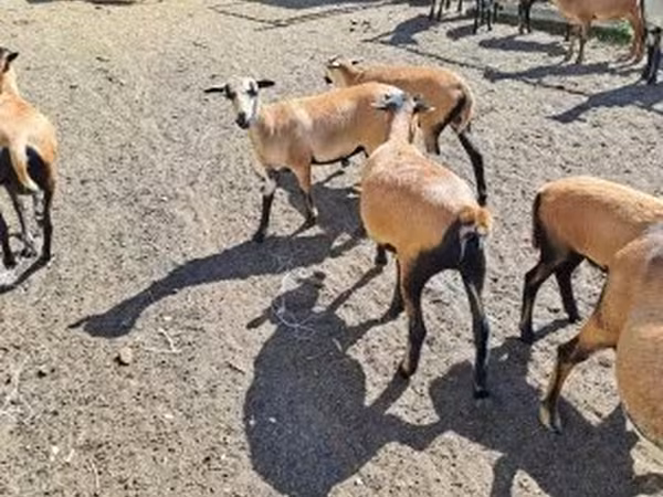Sheep (batch, sex not specified), Cameroon sheep — Hungary
