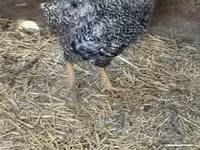Chickens — photo 2