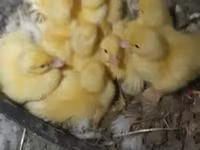 Ducks — 照片 3