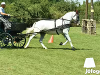 Kanca, Lipizzaner — 2. fotó