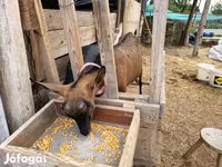 Ziege, Alpine goat — Foto 6
