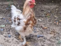 Chickens — 2. fotó