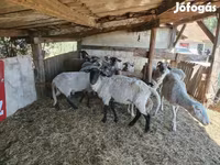 Schaf, Schafe — Foto 4