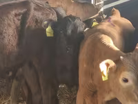 Bydło (partia, płeć nieokreślona), Simmental cattle — zdjęcie 6