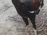 Chickens — الصورة 2