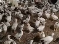 Chickens — zdjęcie 1